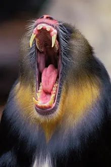 Beards: MANDRILL Baboon - male yawning