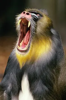 Mandrills: Mandrill Baboon - male yawning