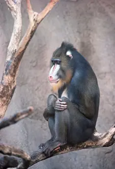 Balancing: MANDRILL BABOON - sitting