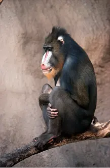 Kenneth Hoyle: MANDRILL BABOON - sitting