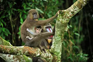 Gabon: Mandrill - with baby Parc de la Lekedi / Lekedi