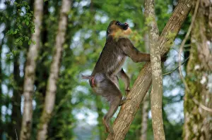 Mandrills: Mandrill - climbing