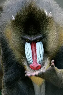 Anthropomorphic: Mandrill - close-up of face