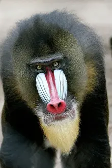 Beards: Mandrill - close-up of face