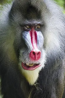 Singapore: Mandrill - Dominant Male Mandrillus sphinx Singapore