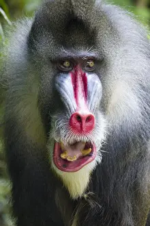Singapore: Mandrill - Dominant Male Mandrillus sphinx Singapore