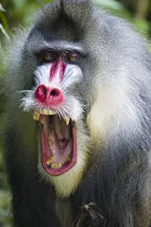 Singapore: Mandrill - Dominant Male Mandrillus sphinx Singapore