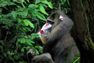 Mandrills: Mandrill - Gabun