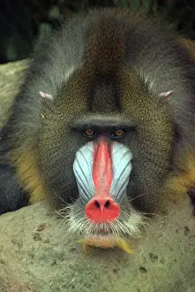 Mandrills: Mandrill, male
