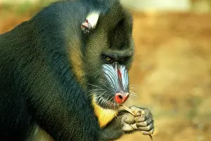 Mandrills: Mandrill - male chewing on barkS