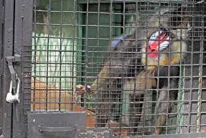 Poor: Mandrill - male in poor captive conditions, trying