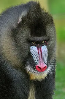 Mandrillus: Mandrill - male - portrait