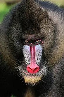 Mandrillus: Mandrill - male - portrait