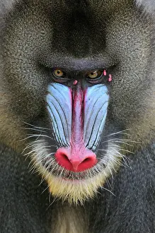 Mandrillus: Mandrill - male - portrait