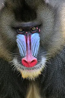 Mandrillus: Mandrill - male - portrait