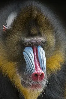Center: Mandrill (Mandrillus sphinx) close-up portrait of