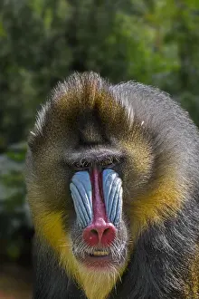 Center: Mandrill (Mandrillus sphinx) close-up portrait of
