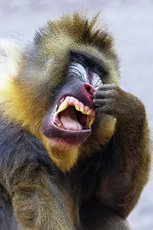 Pick: Mandrill (Mandrillus sphinx) drills in the nose