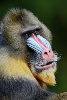 Native: Mandrill (Mandrillus sphinx), male, endangered species