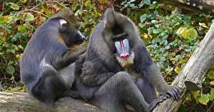 Figure: Mandrill (mandrillus sphinx), Pair Grooming