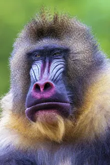 Drill: Mandrill (Mandrillus sphinx), portrait, male, captive