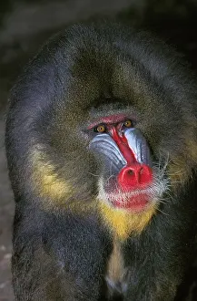 Mandrillus: MANDRILL (mandrillus sphinx), PORTRAIT OF MALE