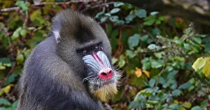 Figure: Mandrill (mandrillus sphinx), Portrait of Male