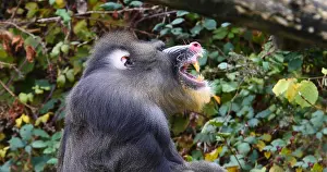 Figure: Mandrill (mandrillus sphinx), Portrait of Male Yawning