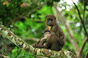 Breast: Mandrill - mother with baby - breast feeding Parc