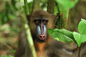 Gabon: Mandrill Parc de la Lekedi / Lekedi Natural Preserve