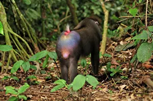 Gabon: Mandrill Parc de la Lekedi / Lekedi Natural Preserve