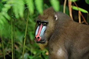 Gabon: Mandrill Parc de la Lekedi / Lekedi Natural Preserve