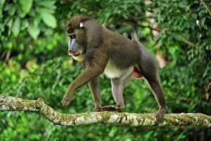Gabon: Mandrill Parc de la Lekedi / Lekedi Natural Preserve