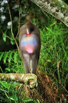 Gabon: Mandrill Parc de la Lekedi / Lekedi Natural Preserve