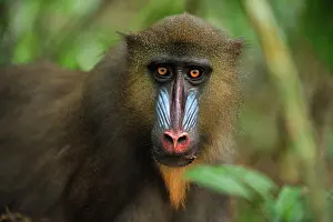 Gabon: Mandrill Parc de la Lekedi / Lekedi Natural Preserve