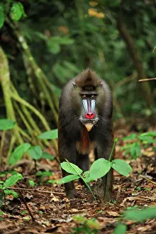 Gabon: Mandrill Parc de la Lekedi / Lekedi Natural Preserve