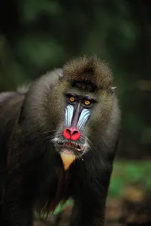 Gabon: Mandrill Parc de la Lekedi / Lekedi Natural Preserve