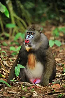 Gabon: Mandrill Parc de la Lekedi / Lekedi Natural Preserve