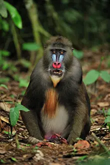 Gabon: Mandrill Parc de la Lekedi / Lekedi Natural Preserve