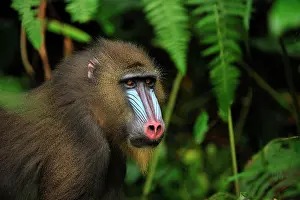 Gabon: Mandrill Parc de la Lekedi / Lekedi Natural Preserve