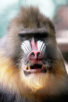 Mandrills: Mandrill - portrait of male, chewing food