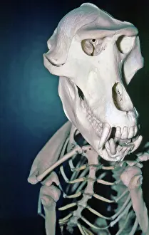 Mandrills: Mandrill skeleton