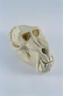 Resin: Mandrill skull