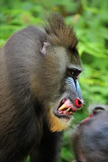 Gabon: Mandrill - smiling Parc de la Lekedi / Lekedi Natural