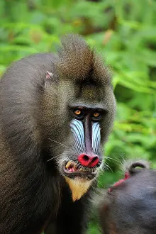 Gabon: Mandrill - smiling Parc de la Lekedi / Lekedi Natural