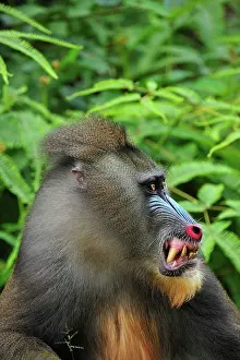 Gabon: Mandrill - smiling Parc de la Lekedi / Lekedi Natural