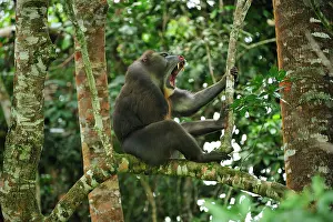 Gabon: Mandrill - yawning Parc de la Lekedi / Lekedi Natural