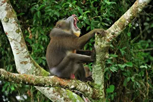 Gabon: Mandrill - yawning Parc de la Lekedi / Lekedi Natural