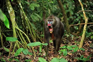 Yawning: Mandrill - yawning Parc de la Lekedi / Lekedi Natural
