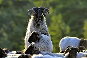 Coupling: Manech blackhead mating Basque Country France